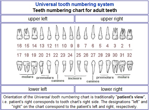 Tooth Position Chart